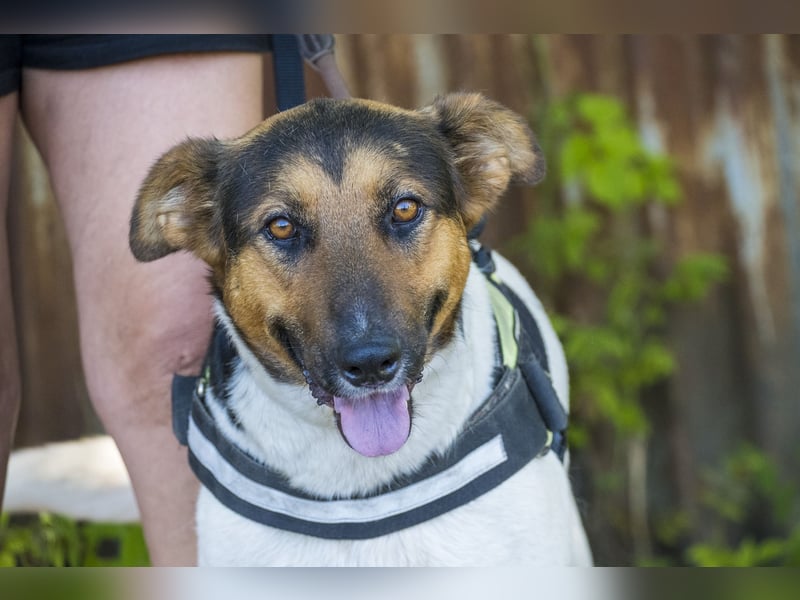 Bianka SI - Hündin sucht Körbchen