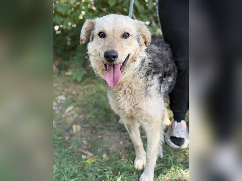 Norton – Ein tapferer Senior sucht sein wohlverdientes Glück ❤️