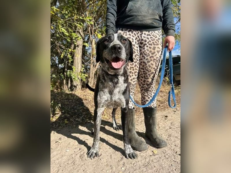 Pixel-KK – aktiver Menschenfreund sucht liebevolles Zuhause 