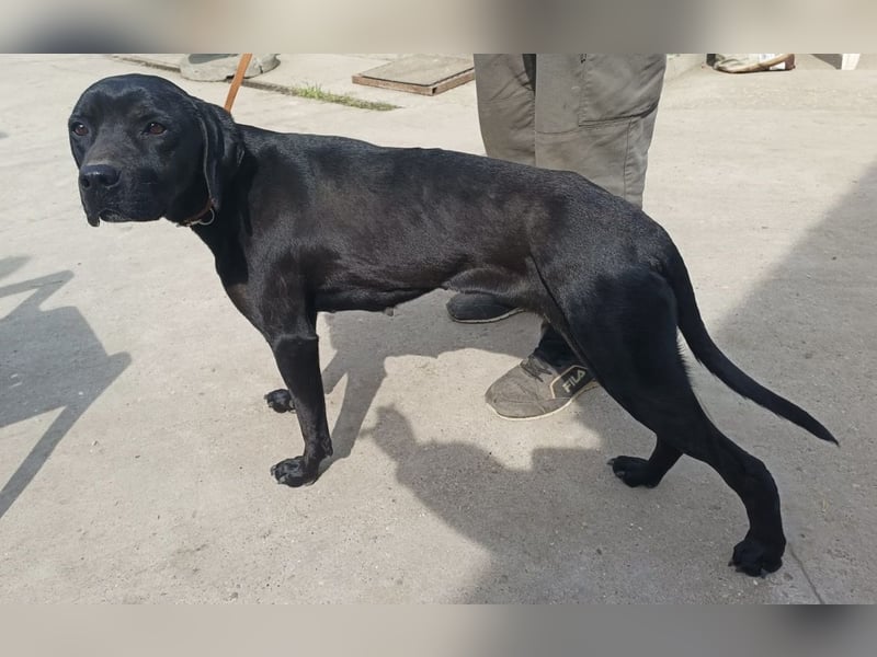Xaphira – sanfte Hundedame sucht liebevolles Zuhause 