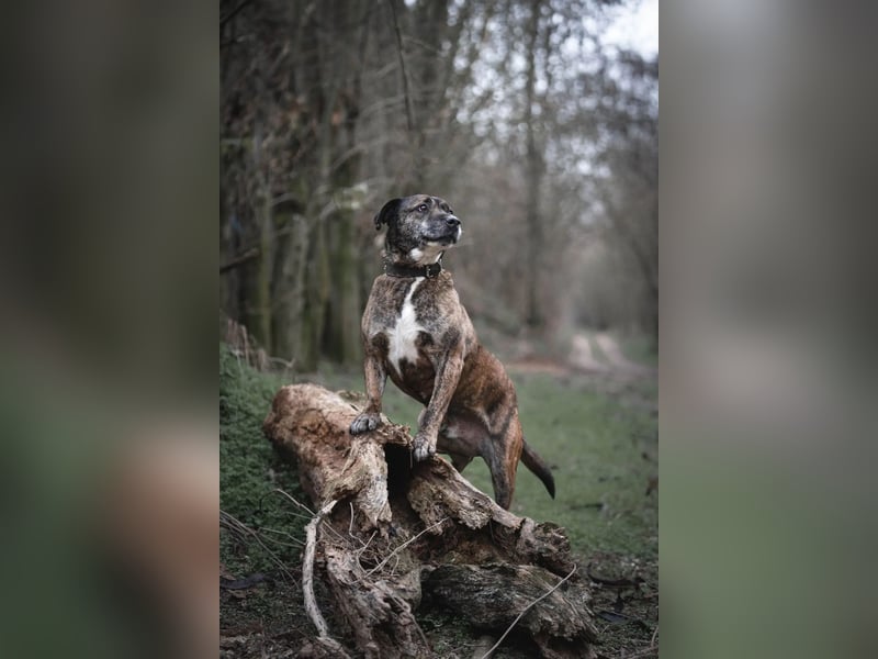 Tigris BE – Ein freundlicher Gentleman sucht sein Zuhause