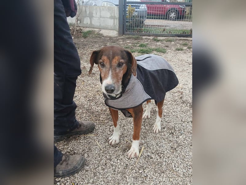 Brownie-VA - sucht warmes Körbchen ❤