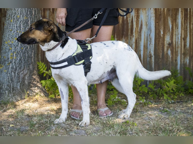 Bianka SI - Hündin sucht Körbchen