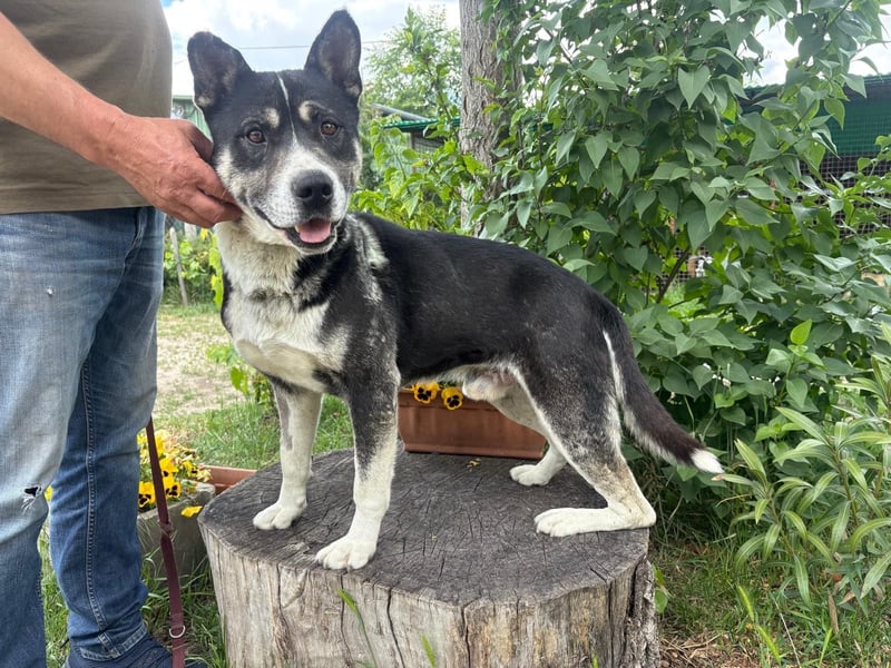 Mizso-KK - Tapferer Hund sucht endlich Endplatz