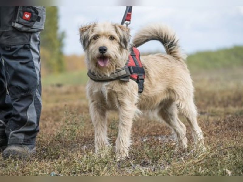 Dexter SI – Pechvogel auf der Suche nach dem Glück