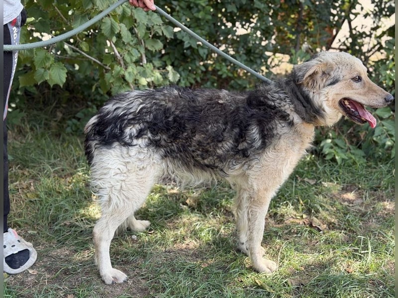 Norton – Ein tapferer Senior sucht sein wohlverdientes Glück ❤️