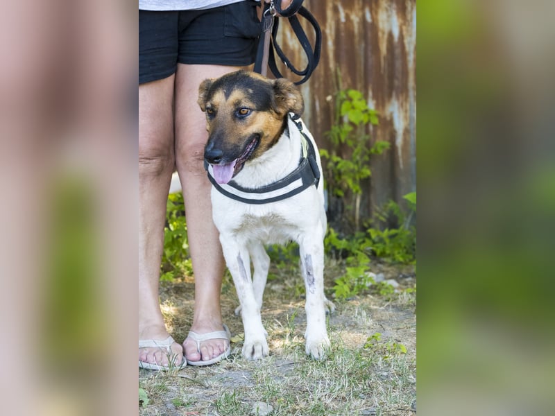 Bianka SI - Hündin sucht Körbchen