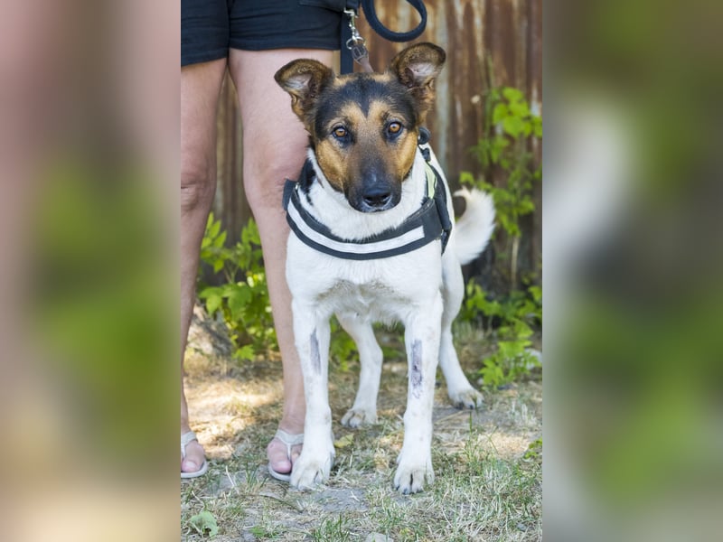 Bianka SI - Hündin sucht Körbchen