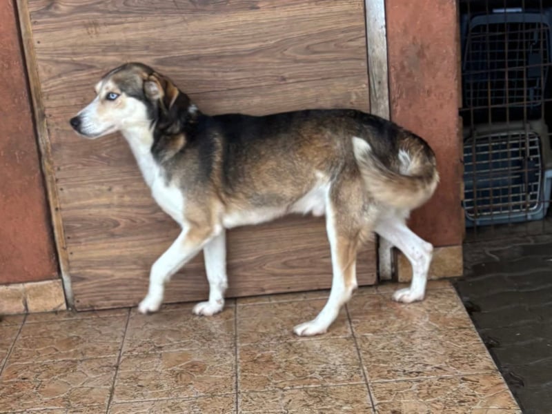 HERKULES – aktiver Entdecker sucht sein passendes Zuhause