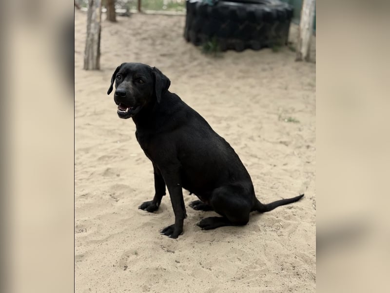 Xaphira – sanfte Hundedame sucht liebevolles Zuhause 