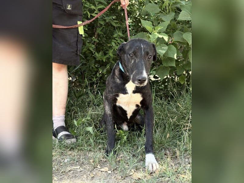 Lennon-KK – Ein tapferer Junghund sucht geduldige Menschen mit Herz