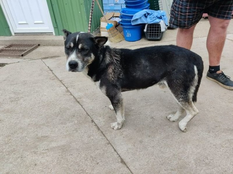 Mizso-KK - Tapferer Hund sucht endlich Endplatz