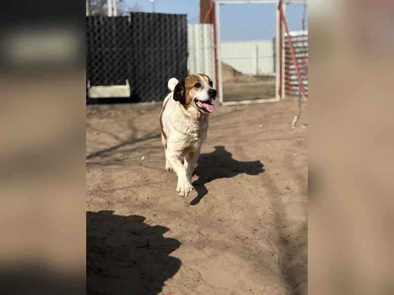 POLINA (KK) – sanfte Hündin sucht ihr Für-immer-Zuhause