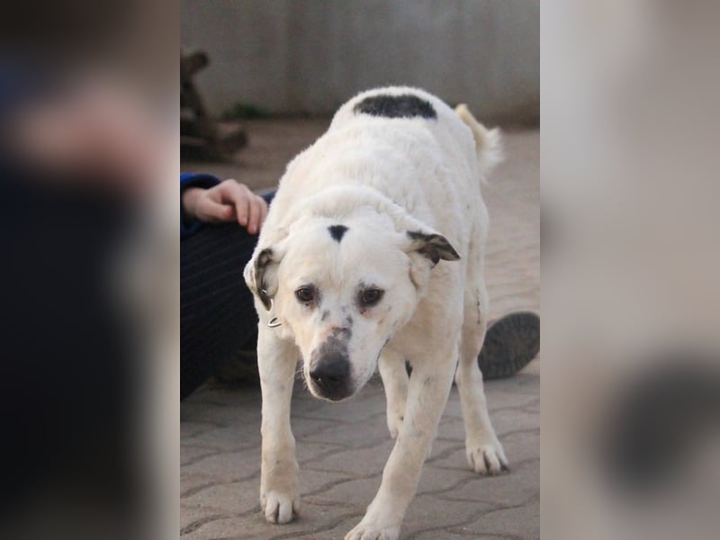 Dallas-BR - Fröhlicher Kämpfer sucht sein Glück