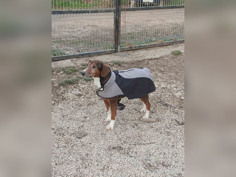 Brownie-VA - sucht warmes Körbchen ❤