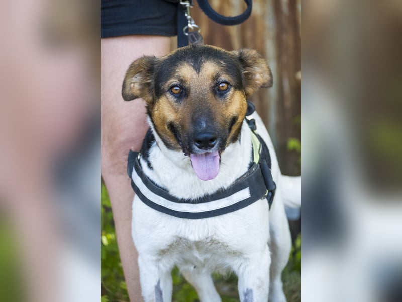 Bianka SI - Hündin sucht Körbchen