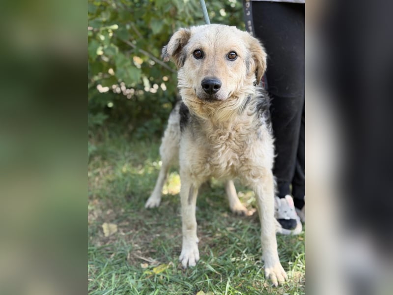 Norton – Ein tapferer Senior sucht sein wohlverdientes Glück ❤️