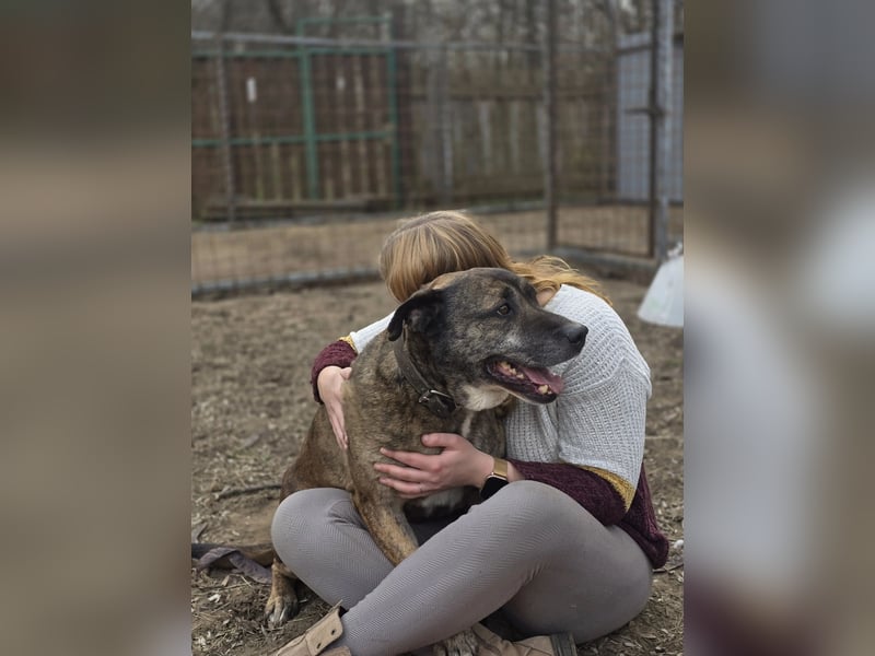 Tigris BE – Ein freundlicher Gentleman sucht sein Zuhause