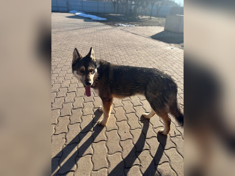 Catrina BR – liebenswerte Familienhündin sucht ihr Glück