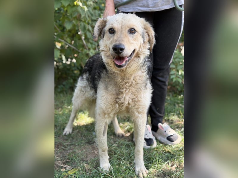 Norton – Ein tapferer Senior sucht sein wohlverdientes Glück ❤️