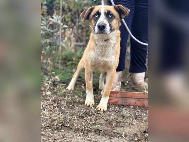 Shirley KK Raus aus dem Tierheim rein ins Glück