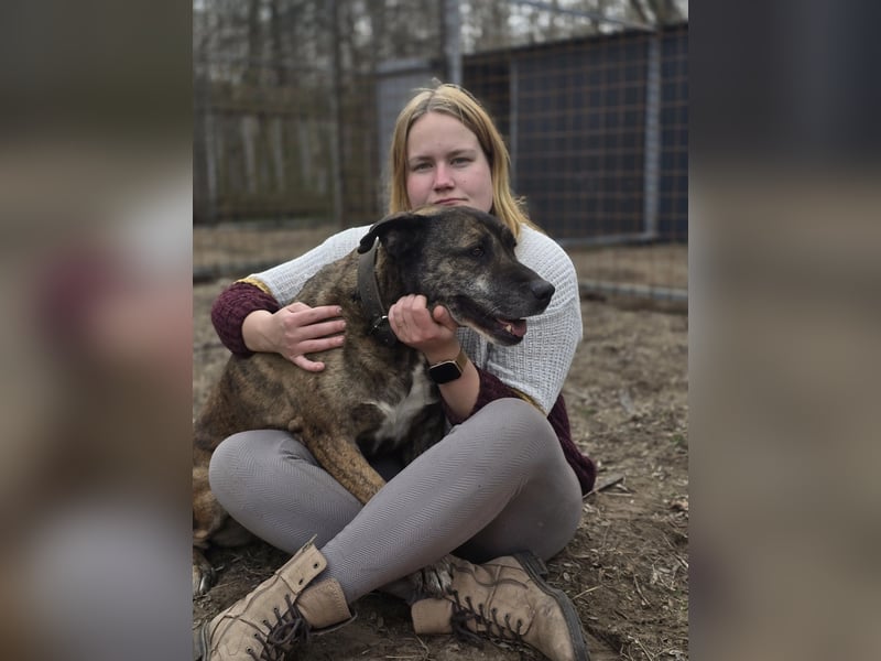 Tigris BE – Ein freundlicher Gentleman sucht sein Zuhause