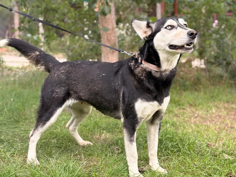 Desire KK – schaut Ihnen direkt ins Herz