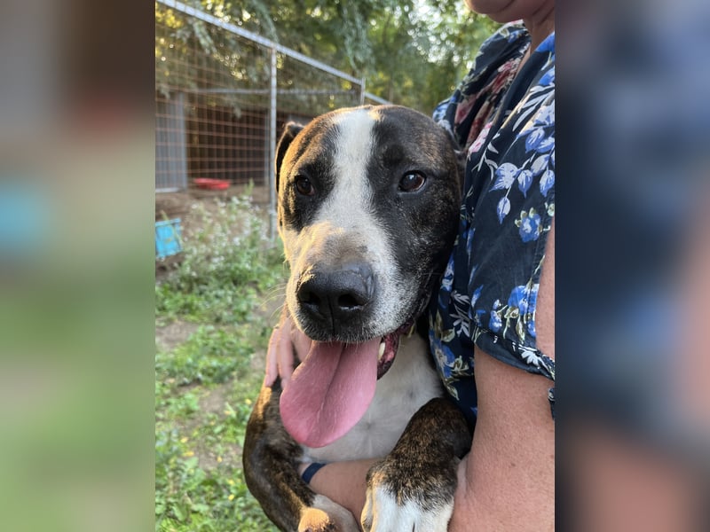 Bonifac-BE, Kuschelmonster sucht Menschen!