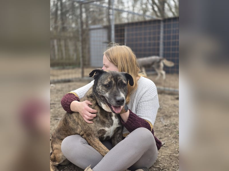 Tigris BE – Ein freundlicher Gentleman sucht sein Zuhause