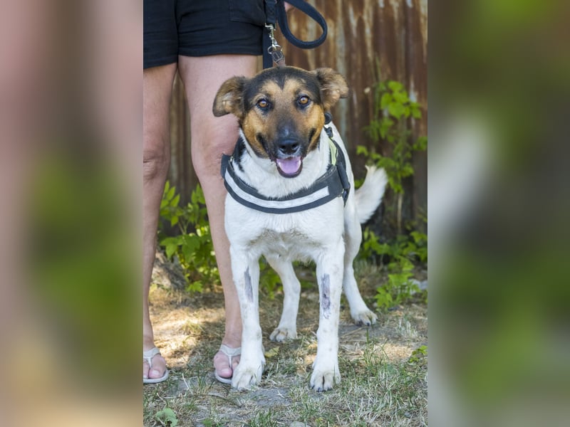 Bianka SI - Hündin sucht Körbchen