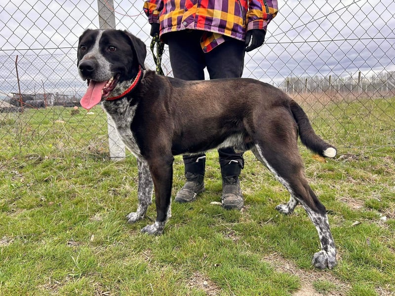 Pixel-KK – aktiver Menschenfreund sucht liebevolles Zuhause 