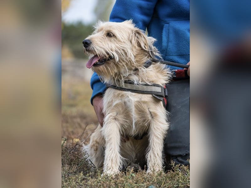 Dexter SI – Pechvogel auf der Suche nach dem Glück