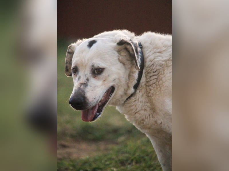 Dallas-BR - Fröhlicher Kämpfer sucht sein Glück