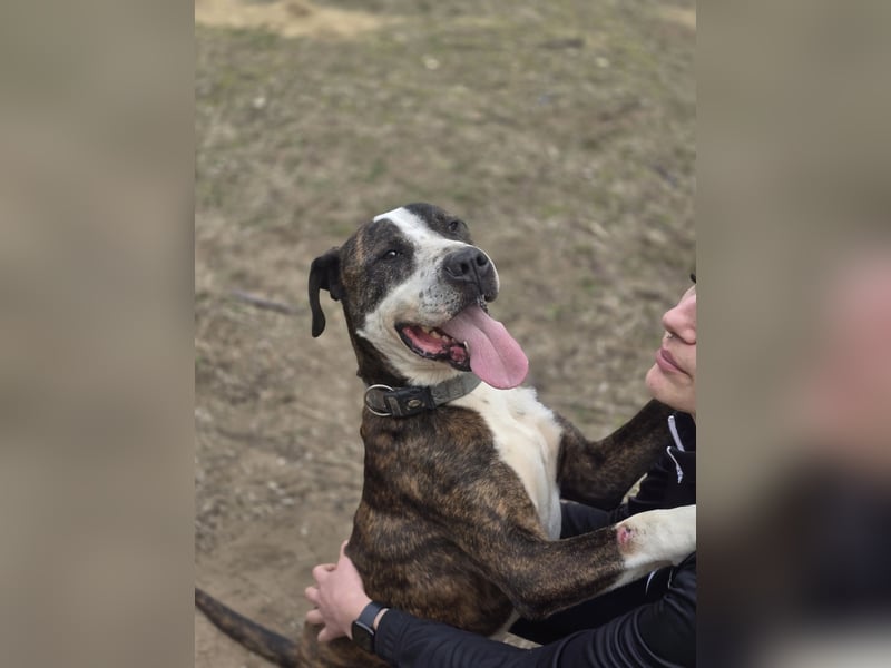 Bonifac-BE, Kuschelmonster sucht Menschen!