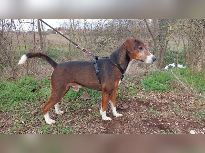 Brownie-VA - sucht warmes Körbchen ❤