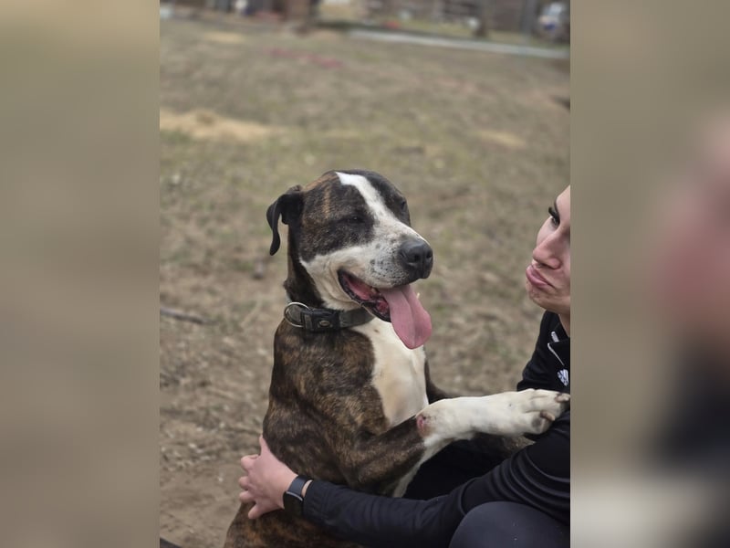 Bonifac-BE, Kuschelmonster sucht Menschen!