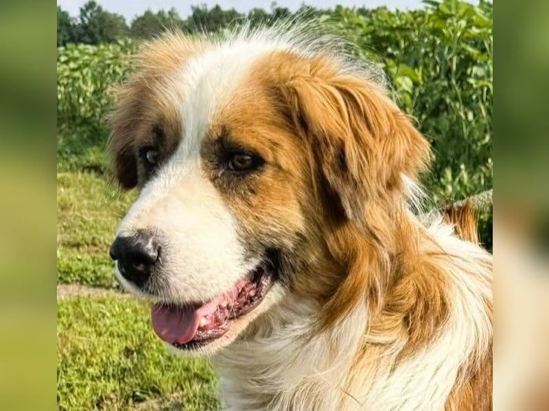 Randy - ein Traum auf 4 Pfoten und bildschön