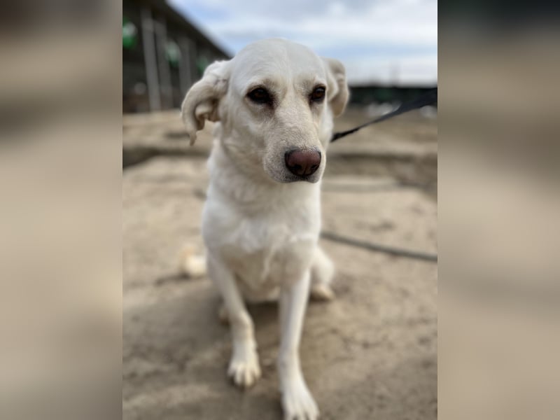 Maja - geht direkt ins Herz - sehr lieb und freundlich