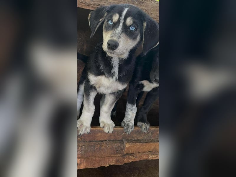Hübsches Hundekind mit blauen Augen - das ist Lora