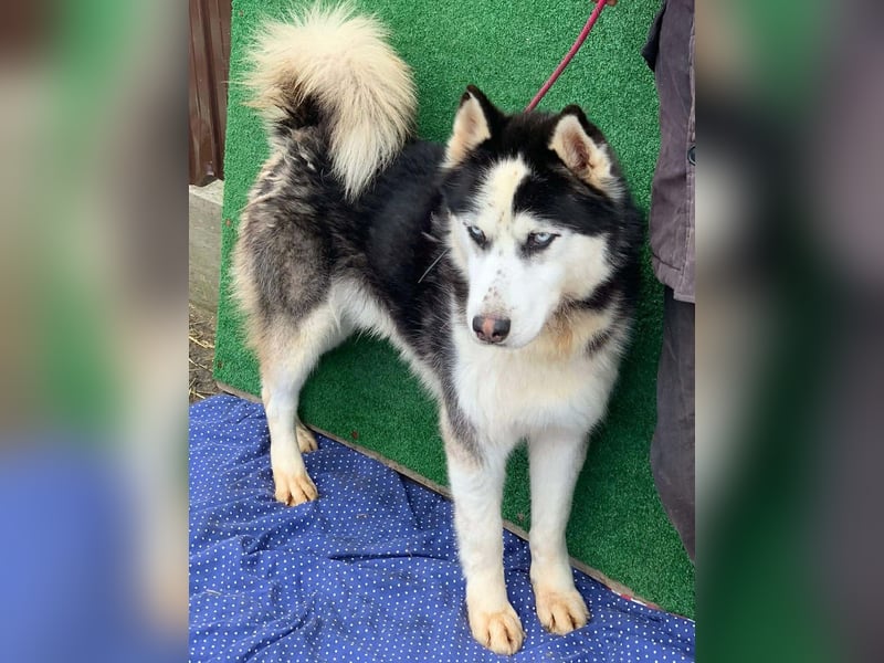 Husky-Mix „Samba“ - nordische Schönheit mit blauen Augen