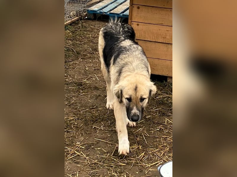 Linda – Zuhause gesucht für ein besonders liebes Mädchen