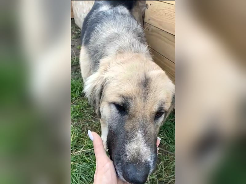 Linda – Zuhause gesucht für ein besonders liebes Mädchen