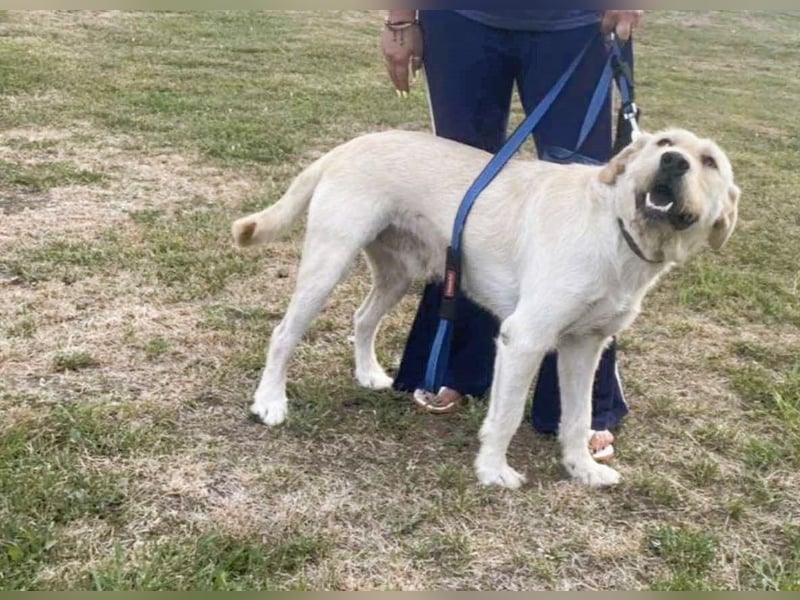 Labbi Mix „TOM“ voller Lebensfreude und Freundlichkeit