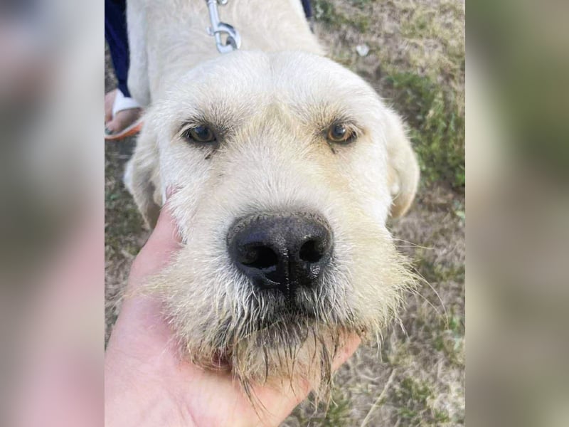 Labbi Mix „TOM“ voller Lebensfreude und Freundlichkeit