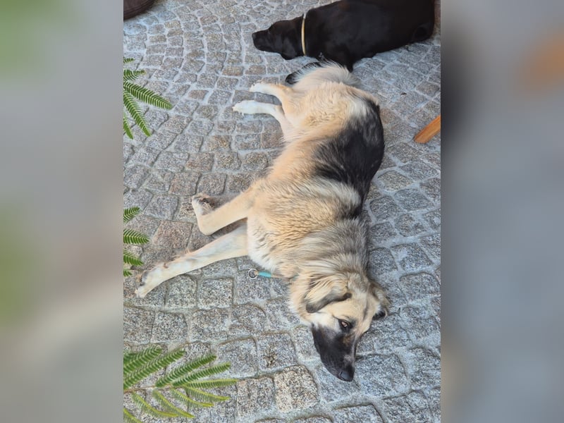 Für-immer-Zuhause ❤️gesucht für LINDA - wartet in PLZ 90596