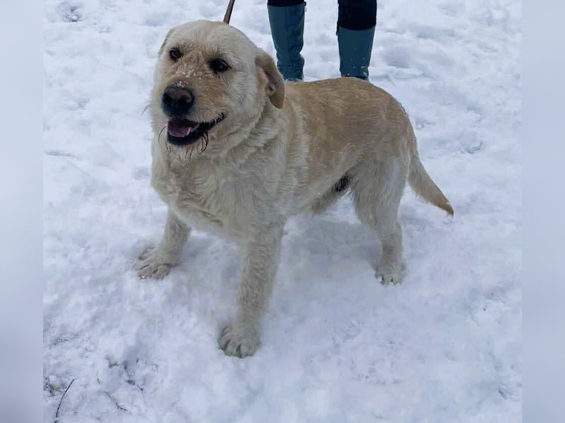 Labbi Mix „TOM“ voller Lebensfreude und Freundlichkeit