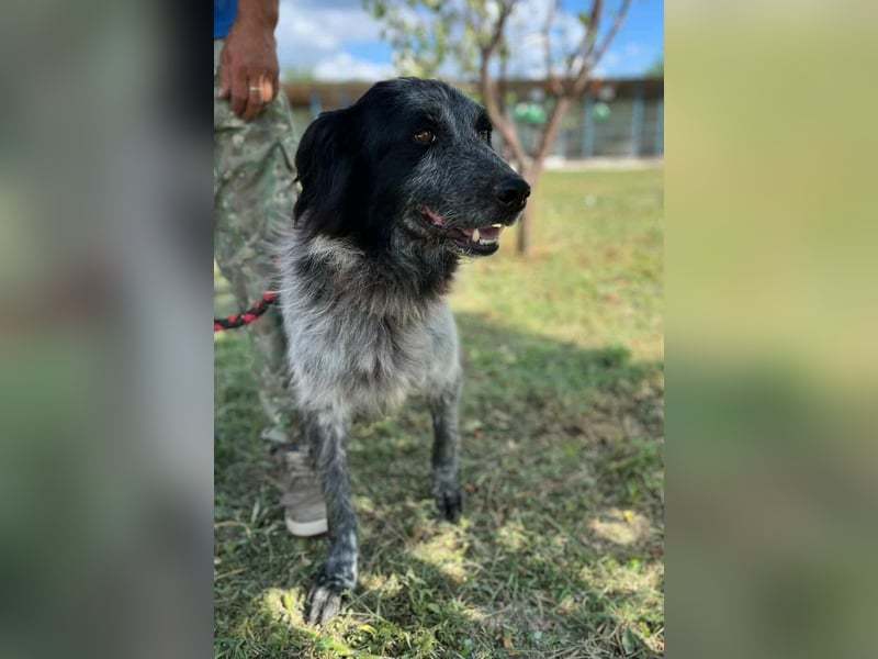 Lupo - wir geben die Hoffnung für ihn nicht auf