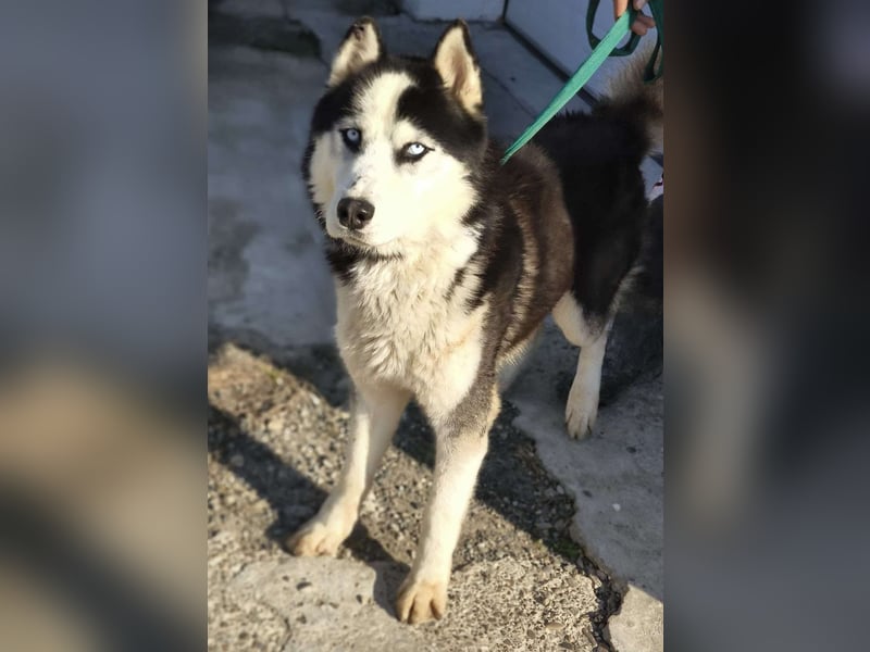 Husky-Mix „Samba“ - nordische Schönheit mit blauen Augen