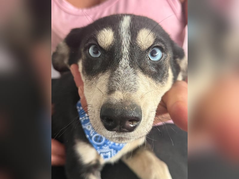 Hübsches Hundekind mit blauen Augen - das ist Lora