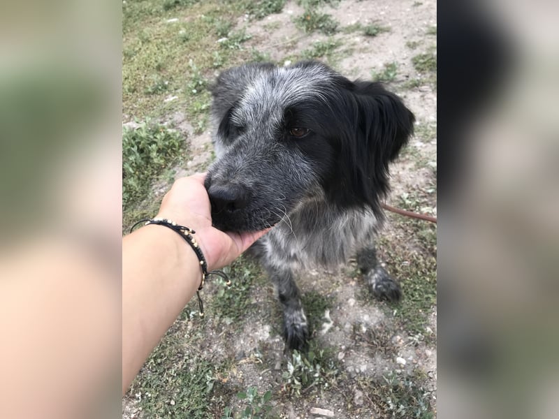 Lupo - wir geben die Hoffnung für ihn nicht auf